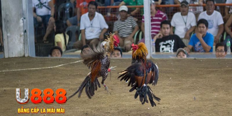 79king9 đăng nhập mậu binh khuyến mãi