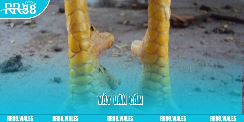79king9 Phi Đội Ưu Tú